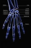 手部疾病的概述与评估