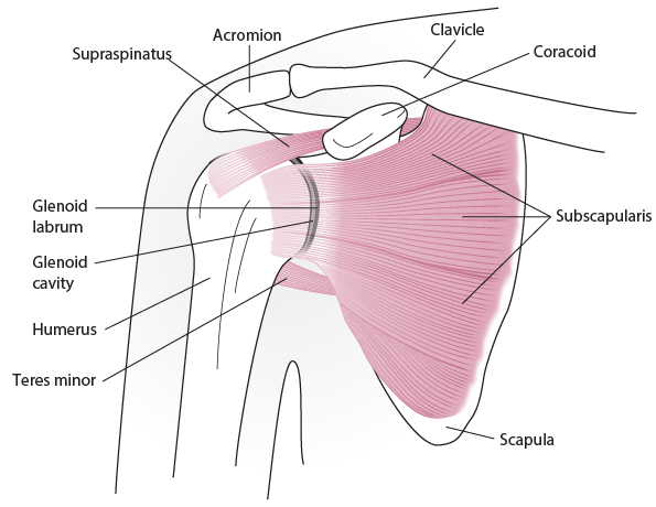 肩关节解剖（前视图）