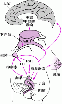 女性下丘脑垂体性腺轴图片