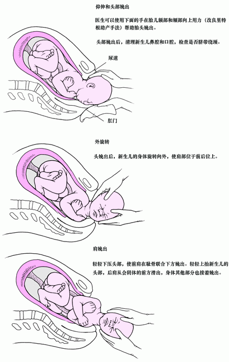 头先露分娩的分娩机制