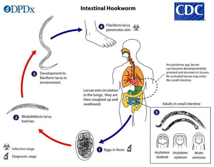 hookworm-lifecycle-lg-cdc-sized_zh