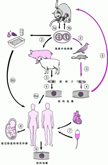 Toxoplasma gondii弓形虫生活史