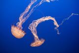 刺胞动物（肠腔动物，如水母和海葵）螫伤