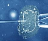 卵细胞质内单精子注射（ICSI）
