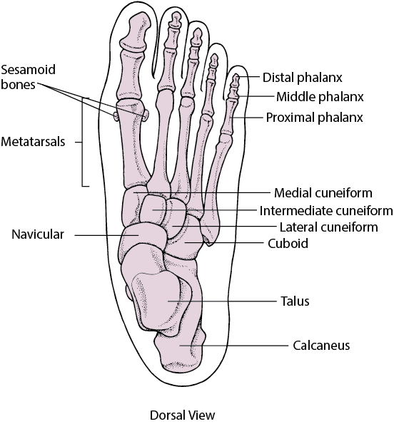 脚大拇指骨骼图图片