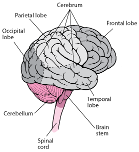 NEU-brain-lobes-PV_zh