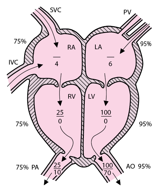 PED_normal_circulation_cardiac_zh
