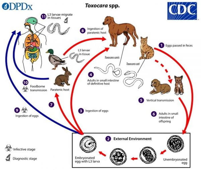 toxocara-lifecycle-lg-cdc-sized_zh