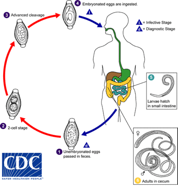 trichuris-lifecycle-cdc-sized_zh